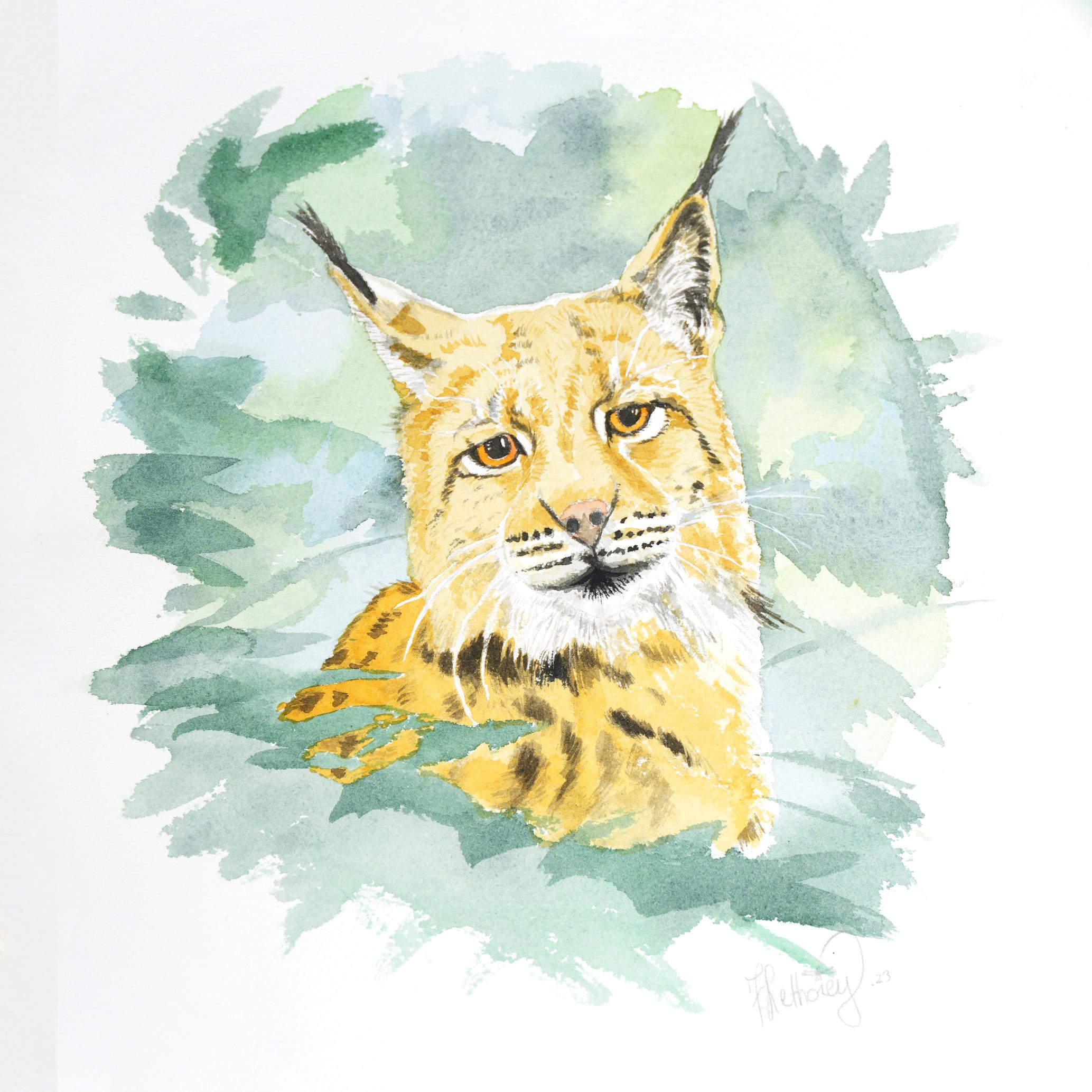 aquarelle lynx boréal françois lethorey